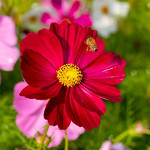 Load image into Gallery viewer, 300 Dazzler Cosmos Flower Seeds