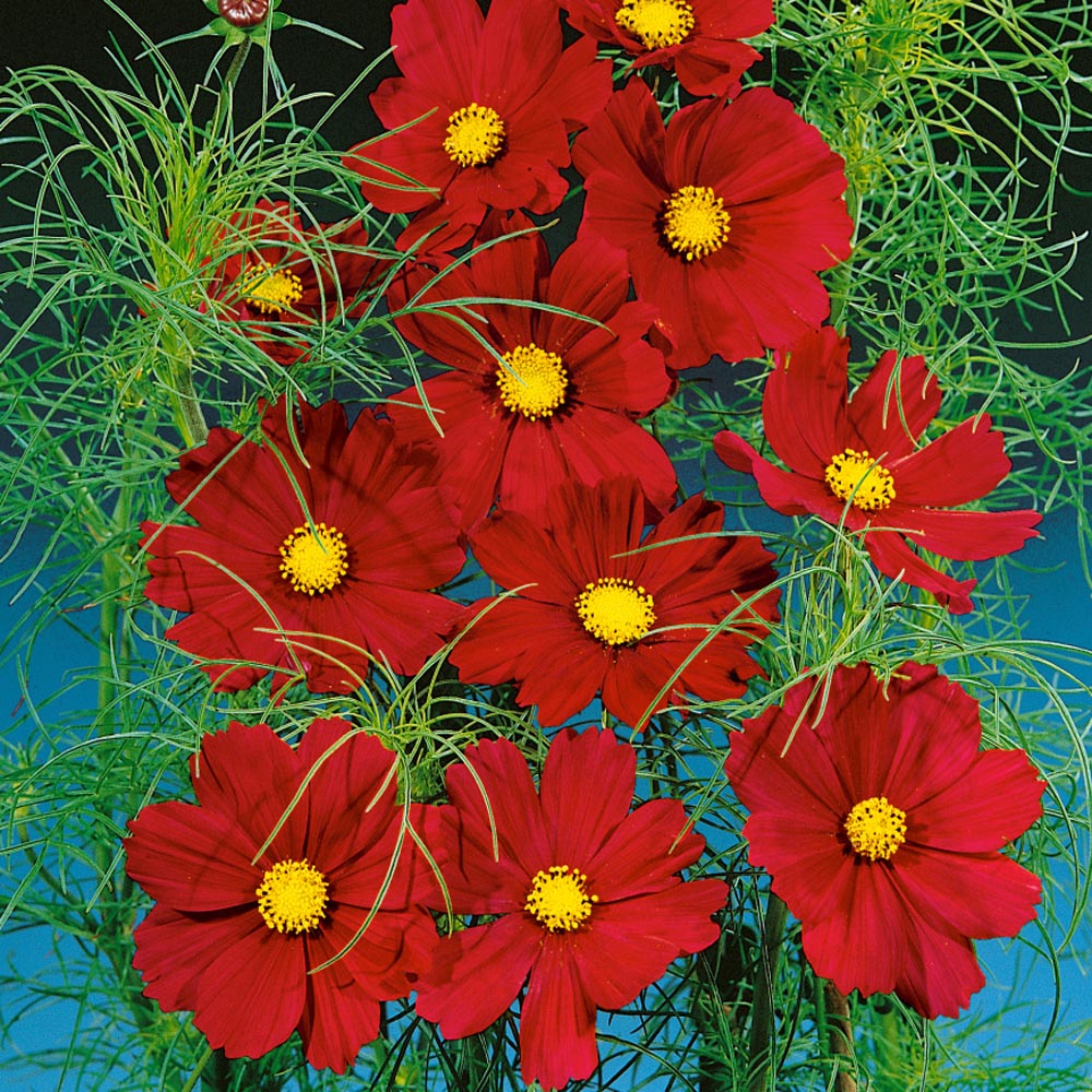 cosmos planting from seed 300 "Complete Mix" Cosmos Flower Seeds – New Hill Farms