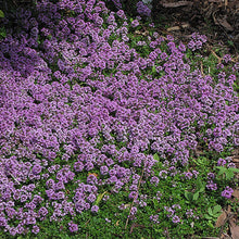 Load image into Gallery viewer, 1000+ Purple Creeping Thyme Flower Seeds
