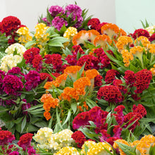 Load image into Gallery viewer, 200 Celosia Supercrest Flower Seeds