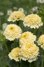 Load image into Gallery viewer, 50 Peaches and Cream Crested Zinnia Flower Seeds