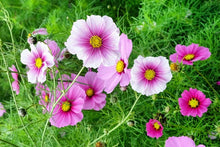 Load image into Gallery viewer, 300 Daydream Blush Cosmos Flower Seeds