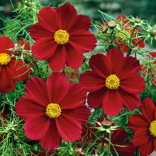 Load image into Gallery viewer, 100 Dwarf Cosmos Flower Seeds