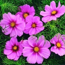 Load image into Gallery viewer, 100 Dwarf Cosmos Flower Seeds