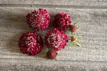 Load image into Gallery viewer, 30 Fire King Scabiosa/Pincushion Flower Seeds