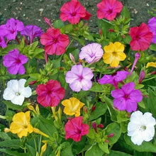Load image into Gallery viewer, 50 Four O'Clock Mixed Color Flower Seeds