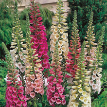 Load image into Gallery viewer, 200 "Foxy" Dwarf Mixed Color Foxglove Flower Seeds