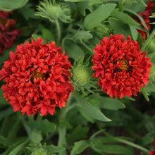 Load image into Gallery viewer, 25 "Sundance" Red Gaillardia Flower Seeds