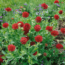 Load image into Gallery viewer, 25 "Sundance" Red Gaillardia Flower Seeds