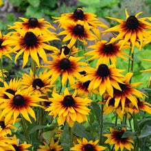 Load image into Gallery viewer, 500 "Gloriosa" Rudbeckia Flower Seeds