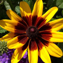 Load image into Gallery viewer, 500 "Gloriosa" Rudbeckia Flower Seeds