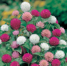Load image into Gallery viewer, 50 Globe Amaranth Mixed Color Flower Seeds