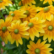 Load image into Gallery viewer, 200 "Green Eyes" Rudbeckia Flower Seeds