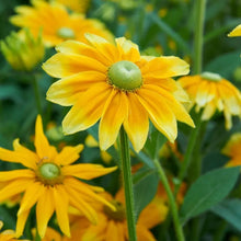 Load image into Gallery viewer, 200 "Green Eyes" Rudbeckia Flower Seeds