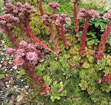 Load image into Gallery viewer, 100 "Mountain Hens and Chicks" Succulent Sempervivum Flower Seeds