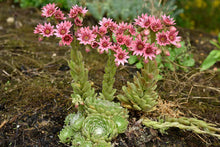 Load image into Gallery viewer, 100 "Mountain Hens and Chicks" Succulent Sempervivum Flower Seeds