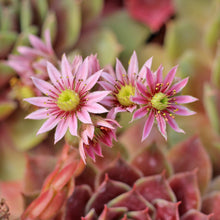 Load image into Gallery viewer, 100 "Mountain Hens and Chicks" Succulent Sempervivum Flower Seeds