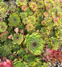 Load image into Gallery viewer, 100 "Mountain Hens and Chicks" Succulent Sempervivum Flower Seeds