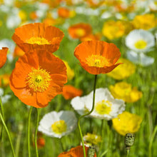 Load image into Gallery viewer, 1000+ Iceland Poppy Flower Seeds