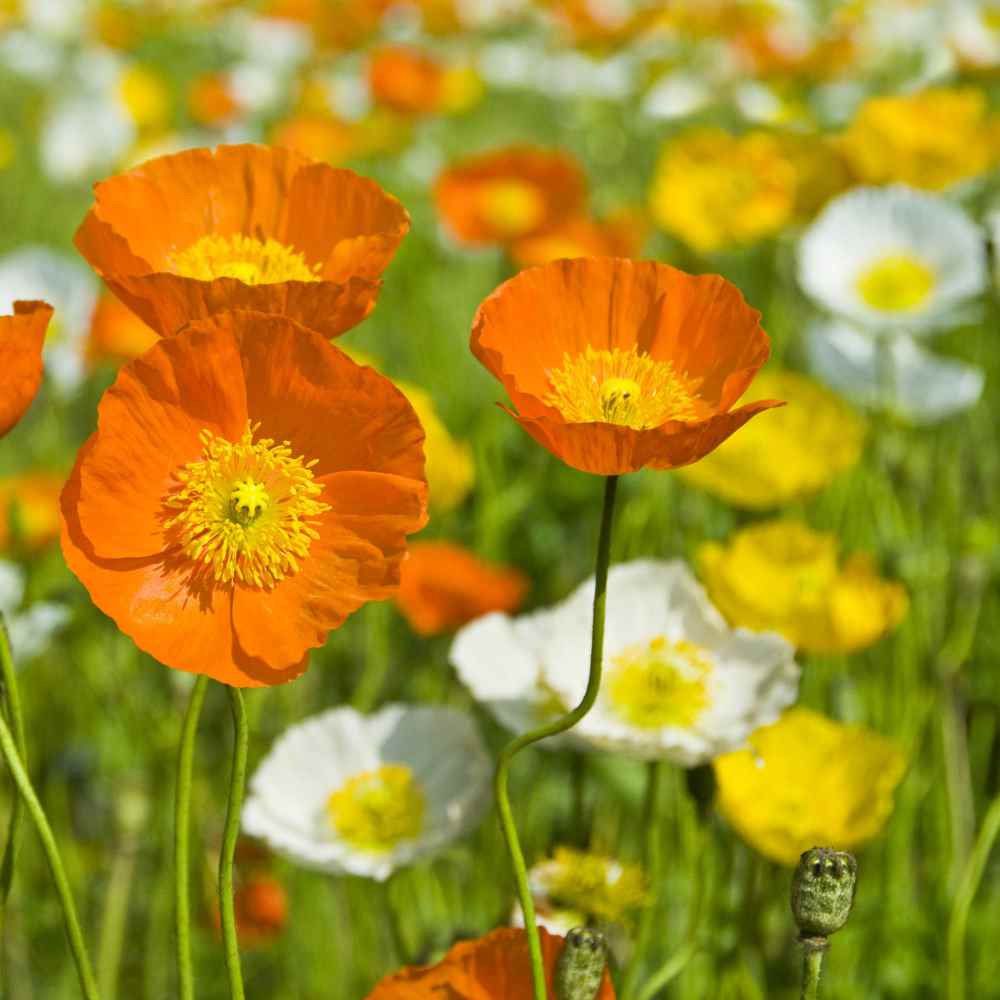 planting icelandic poppy seeds 1000+ Iceland Poppy Flower Seeds