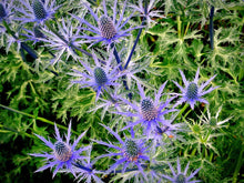 Load image into Gallery viewer, 25 Blue Glitter Thistle / Eryngium Flower Seeds