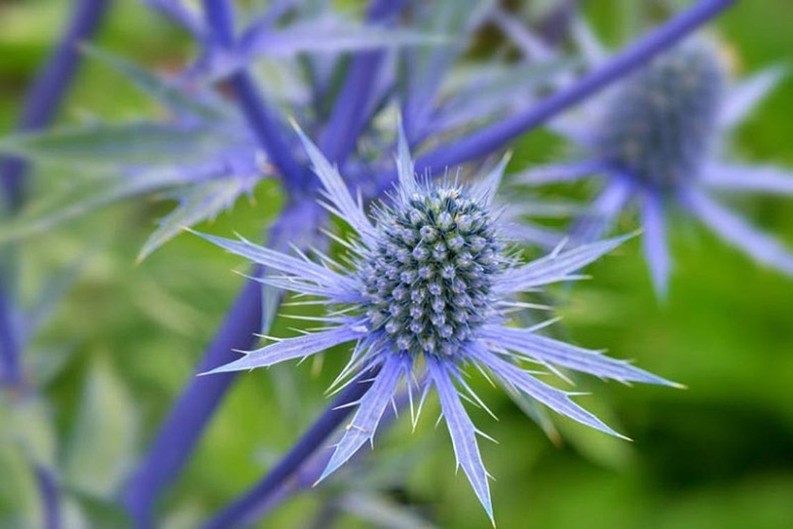 thistle flower seeds 50 Blue Glitter Thistle / Eryngium Flower Seeds