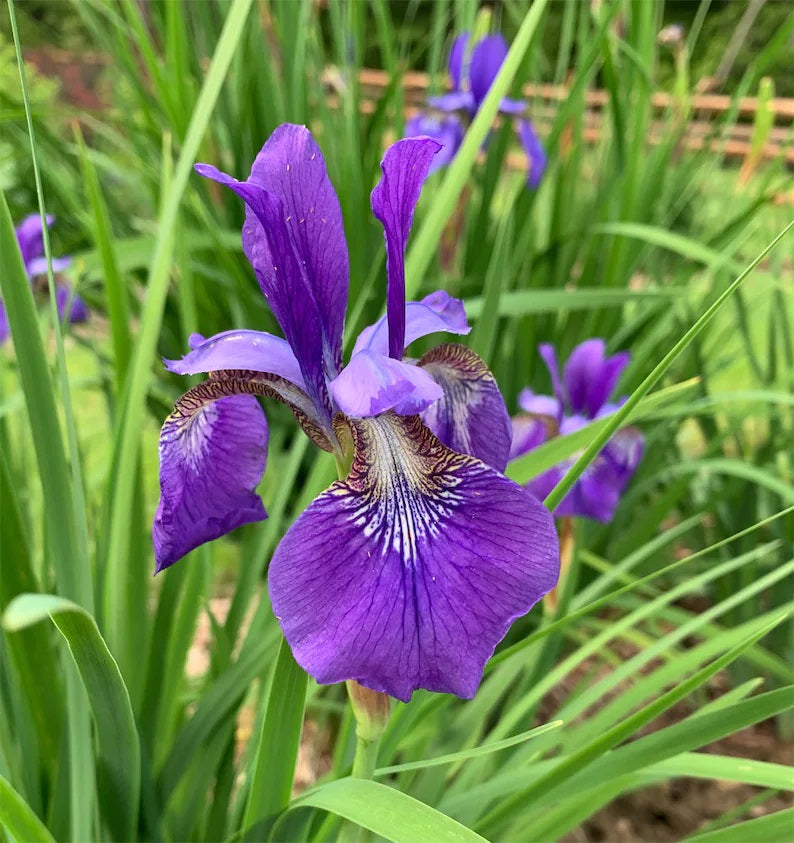 lavender iris flower 50 Wild Purple Iris Flower Seeds