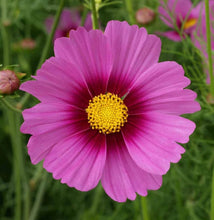 Load image into Gallery viewer, 300 &quot;Complete Mix&quot; Cosmos Flower Seeds
