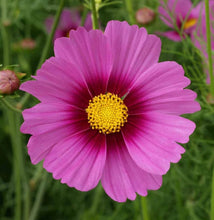 Load image into Gallery viewer, 300 "Complete Mix" Cosmos Flower Seeds