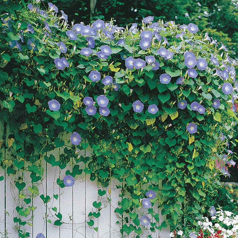 taking morning glory seeds 50 Heavenly Blue Morning Glory Flower Seeds – New Hill Farms