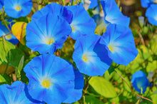 Load image into Gallery viewer, 50 Heavenly Blue Morning Glory Flower Seeds