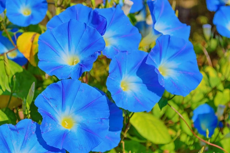 heavenly blue morning glory seeds hallucinogen 50 Heavenly Blue Morning Glory Flower Seeds – New Hill Farms