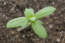 Load image into Gallery viewer, 50 Violet Crested Zinnia Flower Seeds