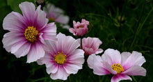 Load image into Gallery viewer, 300 "Passion Mix" Cosmos Flower Seeds
