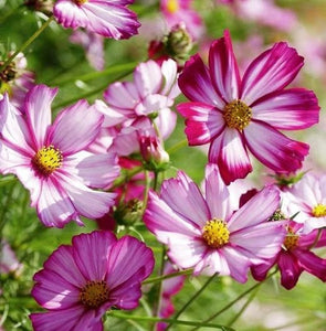 300 "Passion Mix" Cosmos Flower Seeds