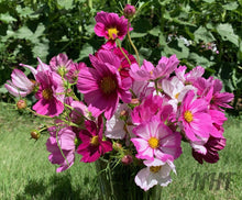 Load image into Gallery viewer, 300 "Passion Mix" Cosmos Flower Seeds