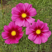 Load image into Gallery viewer, 300 "Passion Mix" Cosmos Flower Seeds