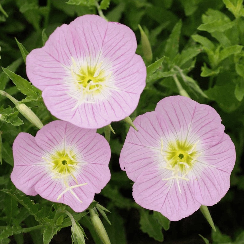 1000-showy-evening-primrose-flower-seeds-new-hill-farms