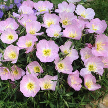 Load image into Gallery viewer, 1000+ Showy Evening Primrose Flower Seeds