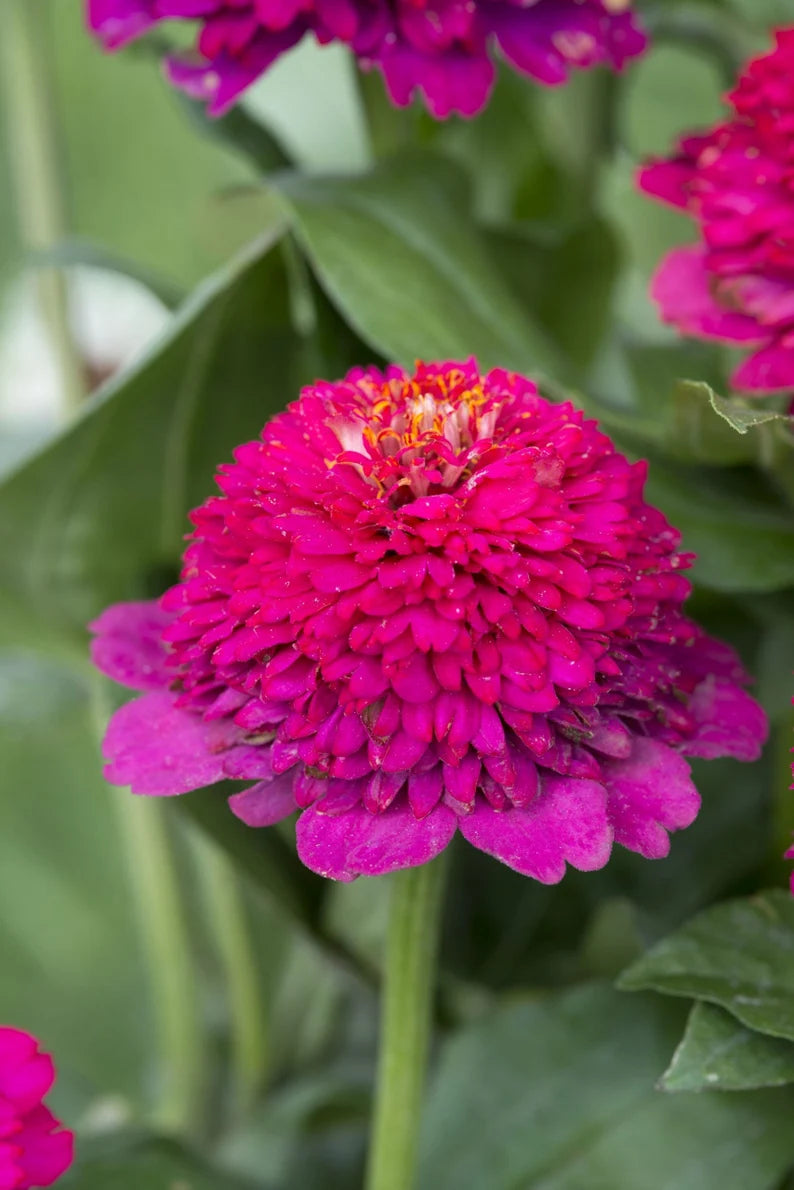 50 Violet Crested Zinnia Flower Seeds – New Hill Farms
