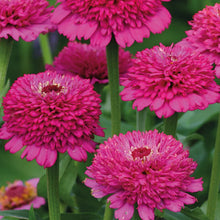 Load image into Gallery viewer, 50 Violet Crested Zinnia Flower Seeds