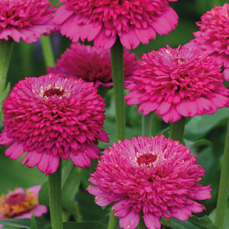 50 Violet Crested Zinnia Flower Seeds – New Hill Farms