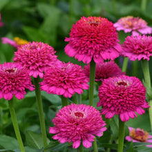Load image into Gallery viewer, 50 Violet Crested Zinnia Flower Seeds