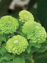 Load image into Gallery viewer, 100 Giant Zinnia "Envy" Green Flower Seeds