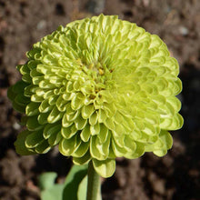 Load image into Gallery viewer, 100 Giant Zinnia "Envy" Green Flower Seeds