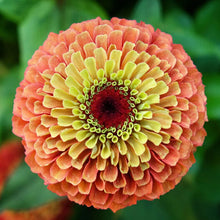 Load image into Gallery viewer, 25 Queen Lime Zinnia Mixed Color Flower Seeds