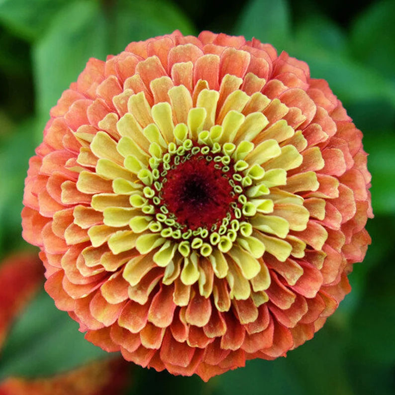 最終値下げ新品soor ploom DunesDress Zinnia 8y 最終値下げ新品soor ploom DunesDress Zinnia 8y - メルカリ