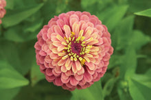 Load image into Gallery viewer, 25 Queen Lime Zinnia Mixed Color Flower Seeds