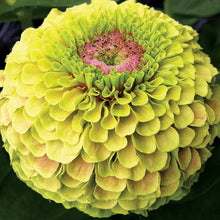 Load image into Gallery viewer, 25 Queen Lime Zinnia Mixed Color Flower Seeds