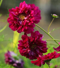 Load image into Gallery viewer, 25 Double Click Cranberry Cosmos Flower Seeds